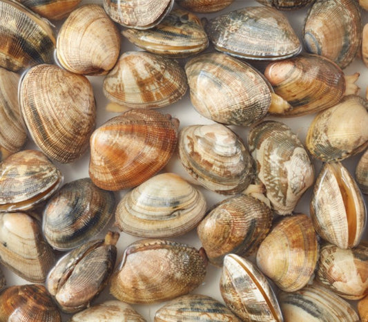 Vongole Muscheln Italien 80/120 Stk. pro kg TK